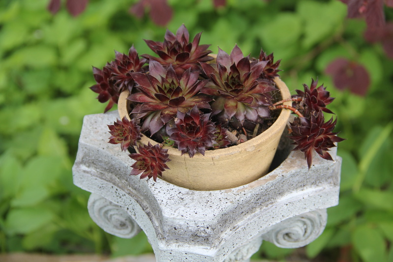 vulnerability, leaf, fragility, growth, flower pot, gartendeko, decoration, cactus plant, beauty in nature, flowering plant, focus on foreground, potted plant