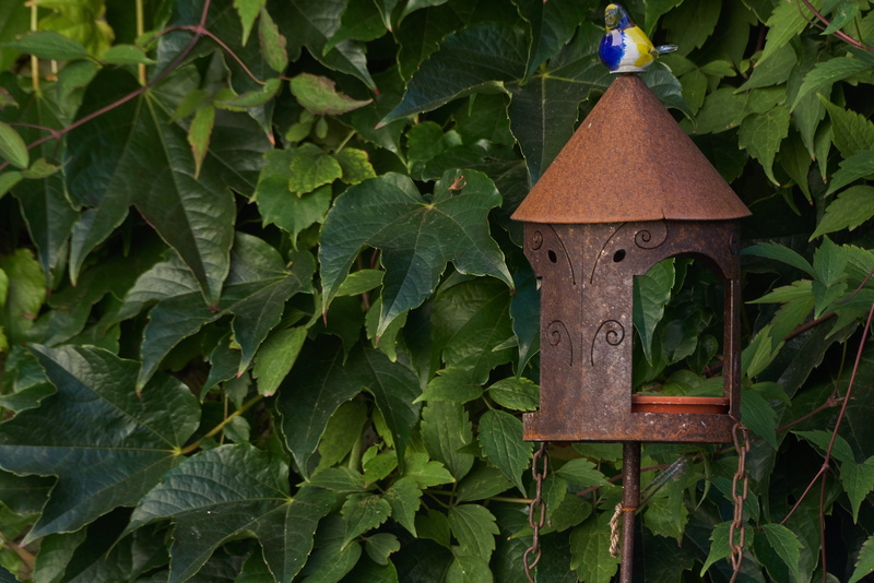 aviary, birdhouse, barrier, hanging, 5K, boundary, beauty in nature, no people, outdoors, nature, garden, day, focus on foreground, green color, close-up