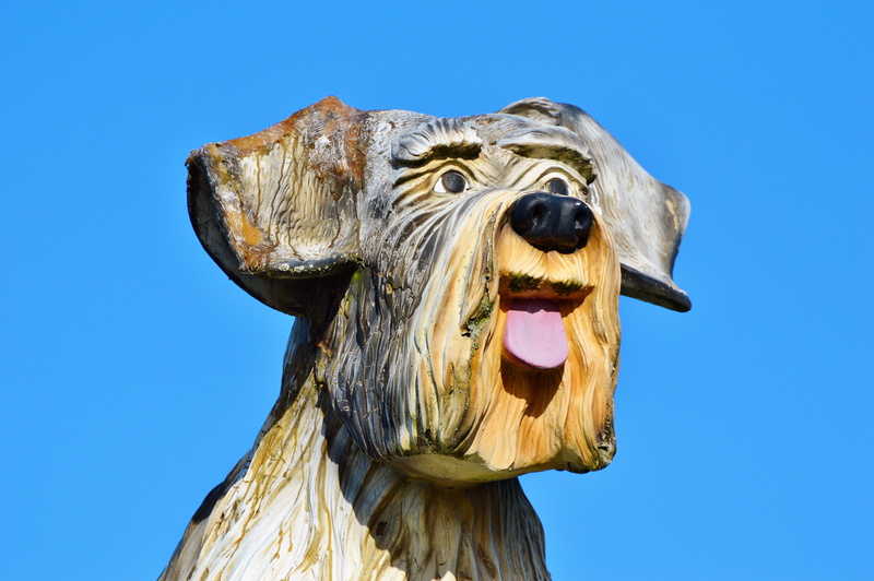 schnauzer, sky, deco, roaring, animal wildlife, animal body part, outdoors, decoration, dog, art, wood dog, garden, blue, animal themes, one animal, figure