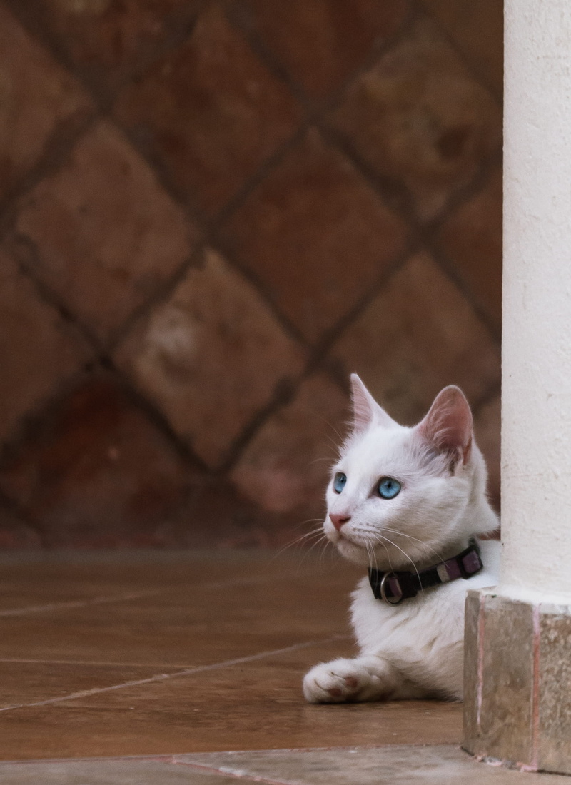 domestic cat, mammal, kitty, focus on foreground, young animal, pets, looking, feline, vertebrate, rule of thirds, no people, away, domestic, eyes, chofan