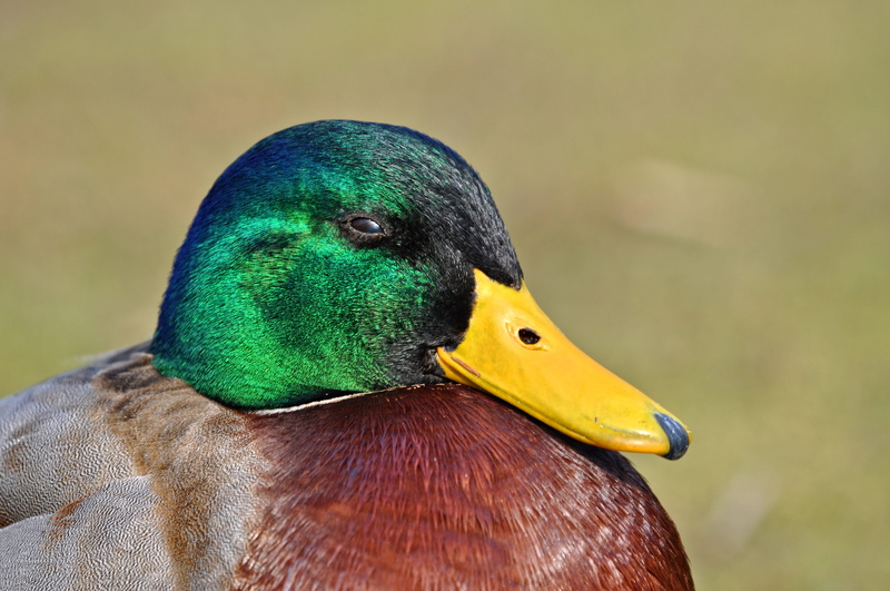 animals in the wild, male animal, plumage, waterbird, mallard, eye, third eyelid, nature, outdoors, wildlife, animal head, no people, day, animal themes