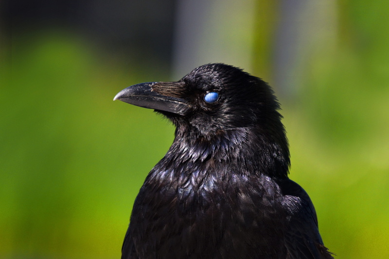 animal wildlife, looking, portrait, animal eye, third eyelid, green color, animal themes, nature, one animal, eye, crow, animal, beak, outdoors, close-up
