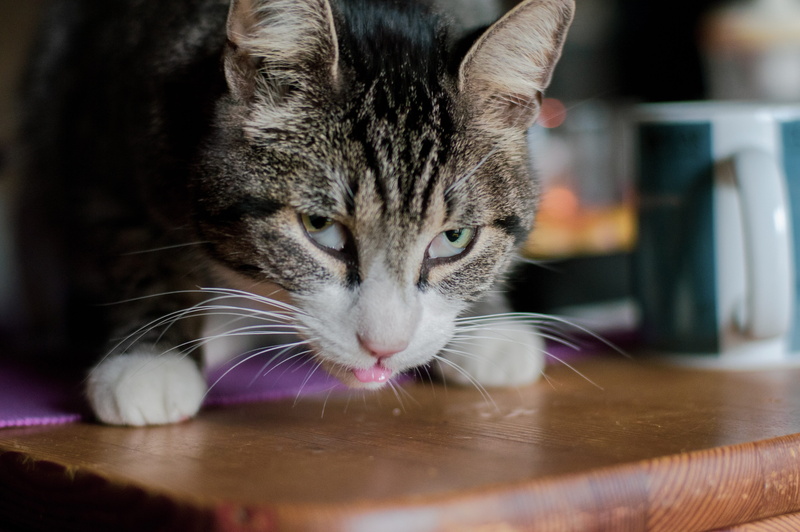 mammal, third eyelid, animal portrait, table, cat, flooring, unusual eyes, animal, food, suspiciously, close-up, tabby, animal body part, one animal, domestic