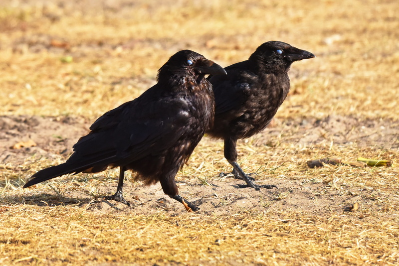 bird, raven - bird, smart, feather, nature, animals in the wild, vertebrate, black color, animal themes, third eyelid, walking, sunlight, beak, two, eye
