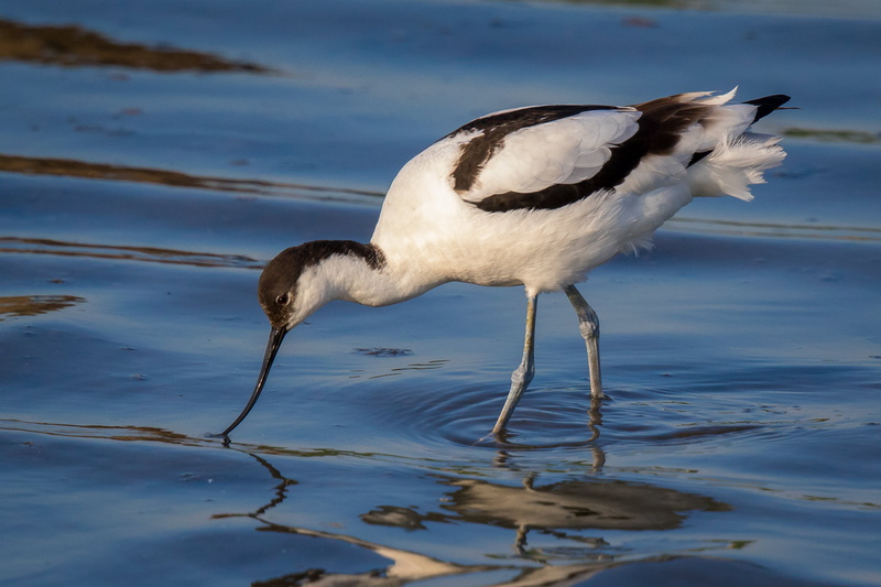 Worcestershire  Wildlife  Trust, pied, avocet, 2K, Pied Avocet, Upton  Warren, Flashes