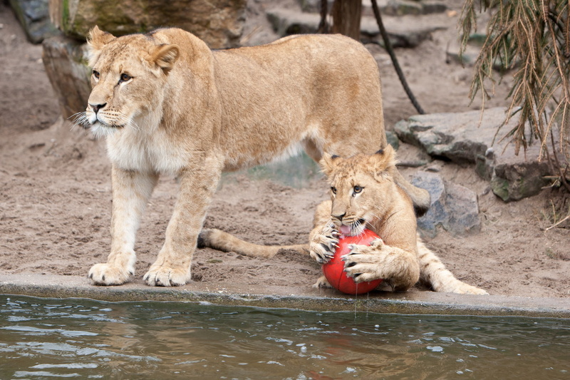 ball, a lion, cats, lioness, game, 1080P, lions, pond, claws
