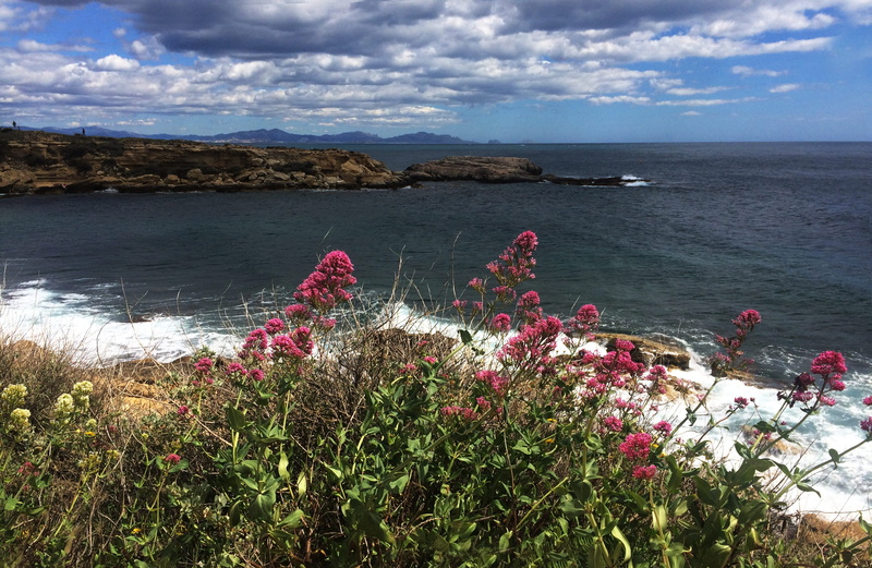 provence, sea, beauty in nature, most beach, non-urban scene, rock, growth, fragrance, wild flowers, blossom, day, no people, water, cote bleue, landscape