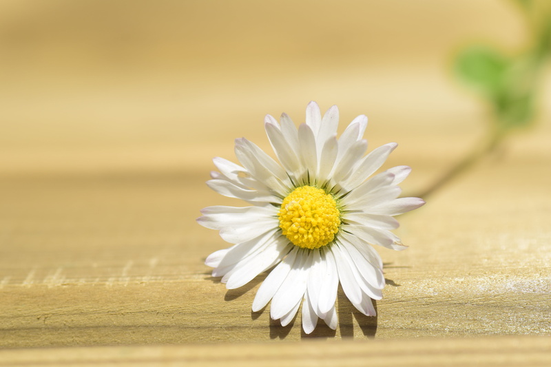 simply, single bloom, greeting card, spring, greeting, plant, softness, flower, small flower, blossom, embassy, daisy, white, yellow, focus on foreground