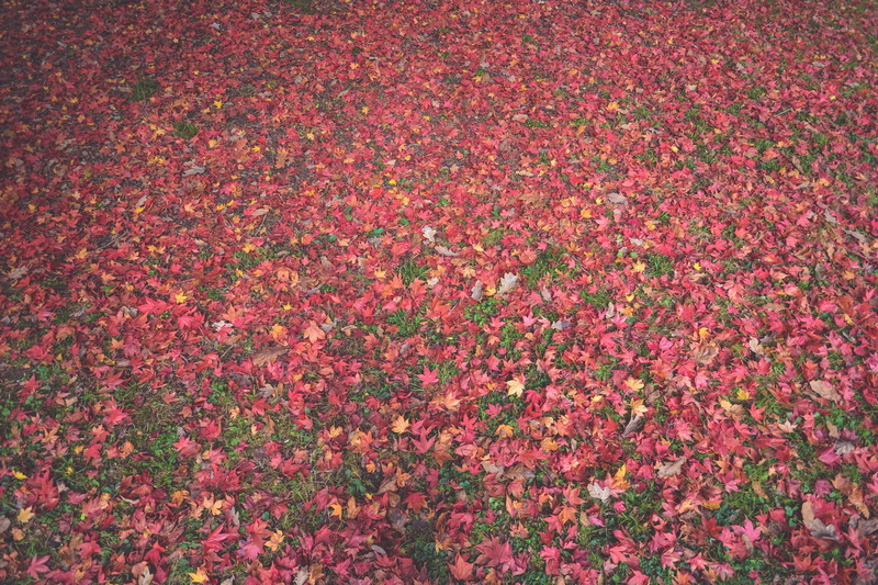 field, abundance, fields, vulnerability, freshness, outdoors, flower, flowerbed, fragility, green, leaves, red Maple, maple, autumn, multi Colored, grass