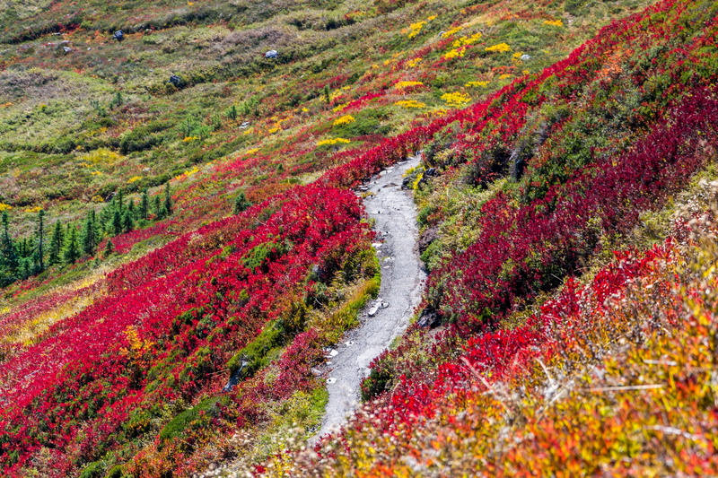 mountain, colorful, flower, fall, autumn collection, outdoors, tranquility, day, idyllic, multi colored, environment, grass, tranquil scene, high angle view