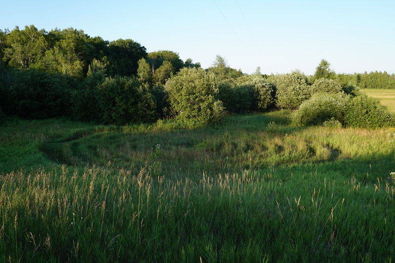growth, non-urban scene, green color, grass, green, swamp, labrynth, sky, tree, tranquil scene, united states, day, tranquility, landscape, clear sky, plant