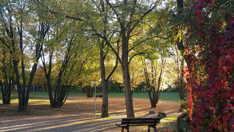 bench, park, day, 5K, romantic, trunk, tree trunk, no people, change, meditation, autumn, park - man made space, autumn colours, fall leaves, fall foliage