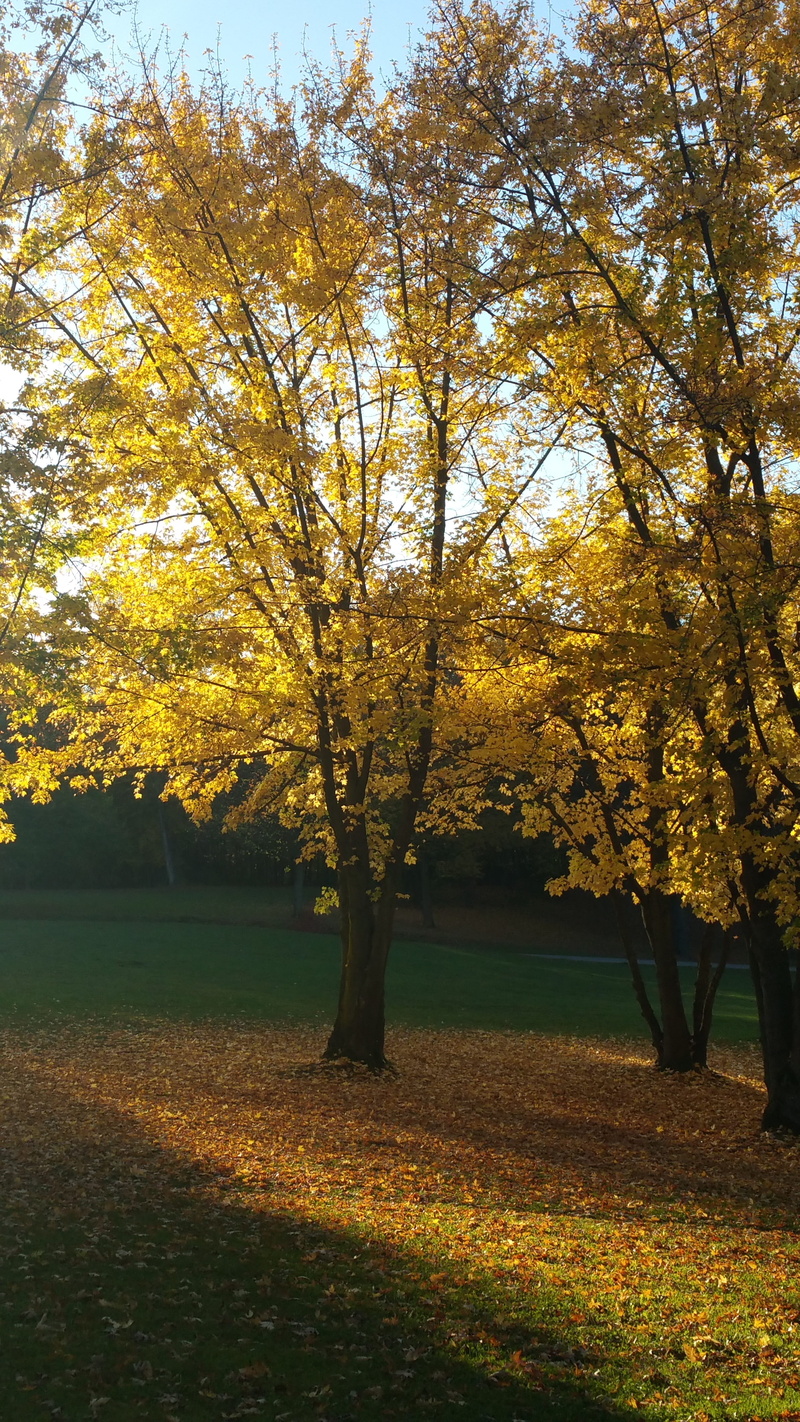 romantic, tranquility, leaves, walk, fall foliage, land, non-urban scene, park, autumn light, field, tranquil scene, autumn time, landscape, golden autumn