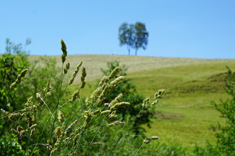 Nature, Rest, forest, tranquility, no people, sunny, rural scene, outdoors, hike, Meadow, Aldingen, focus on foreground, environment, meditation, landscape