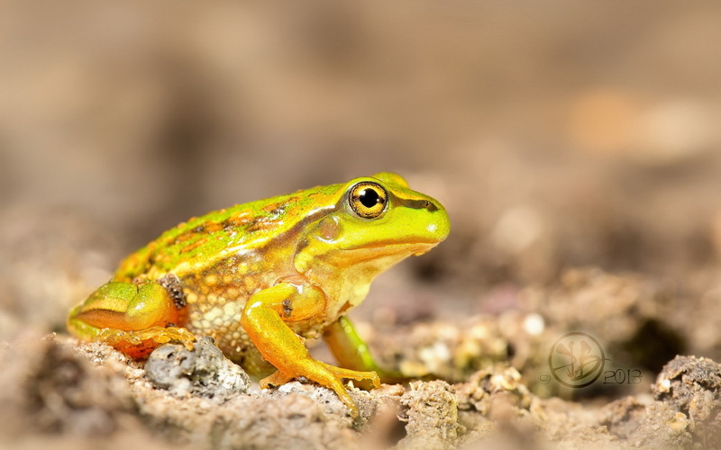 frog, amphibian, macro, animals, 1080P