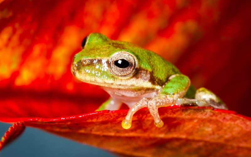 animal wildlife, animal head, lizard, focus on foreground, frog, green color, animal themes, no people, one animal, animal, outdoors, nature, vertebrate
