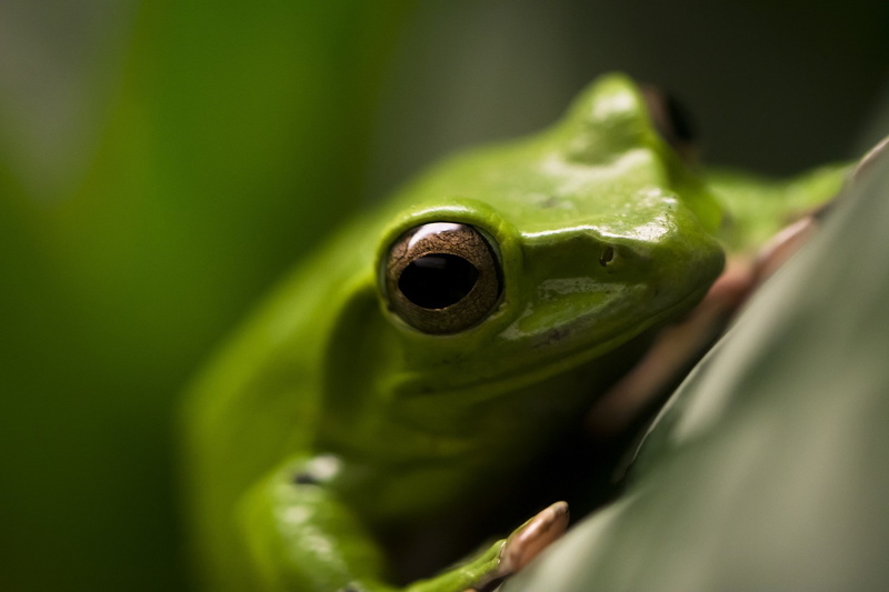animal body part, animal eye, selective focus, close-up, camouflage, macro, animal themes, one animal, vertebrate, amphibian, leaf, animals in the wild