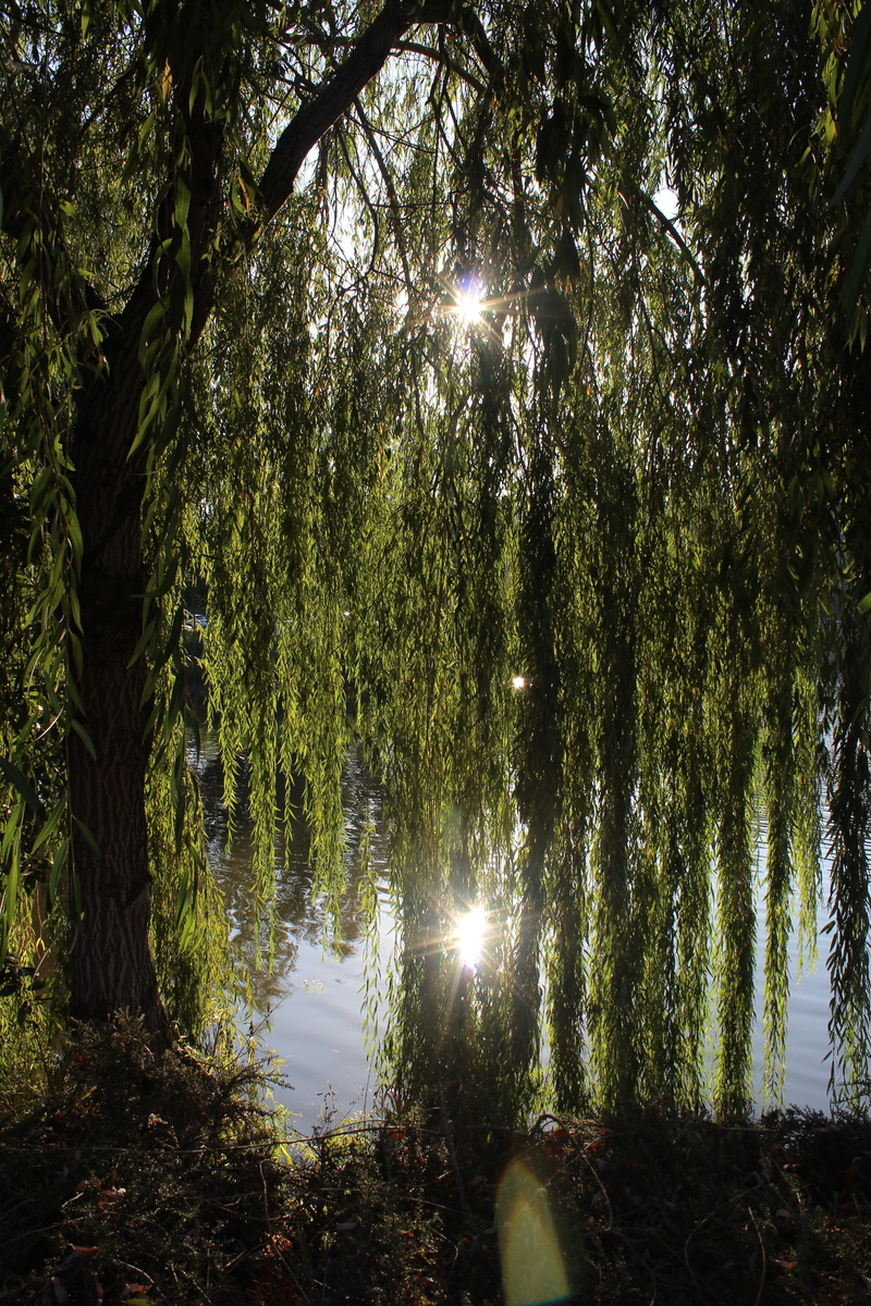 park, trunk, tree trunk, lake, forest, land, relaxation, tranquility, summertime, willow tree, outdoors, tranquil scene, no people, woodland, willow, summer