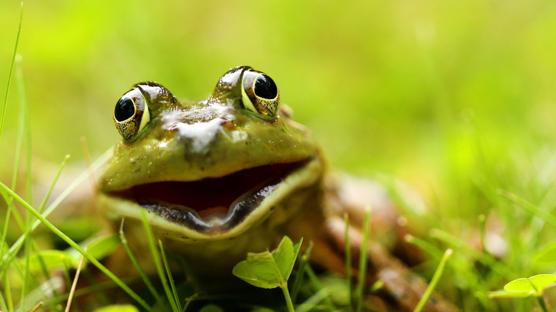 amphibian, 2K, animals