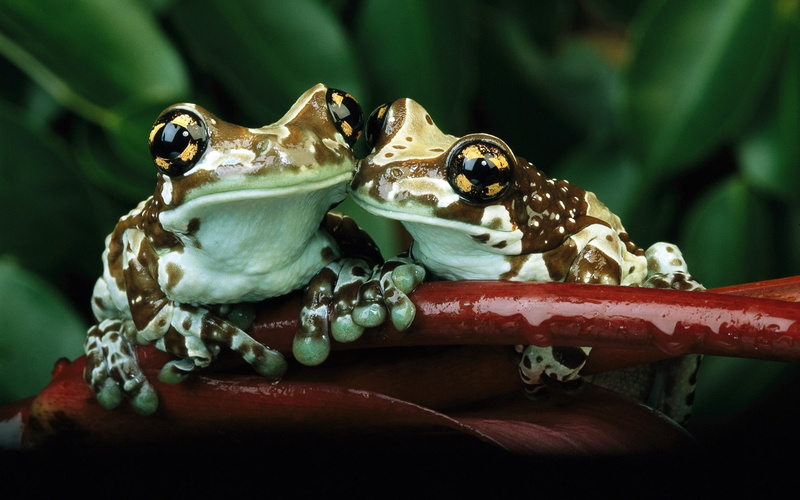 1080P, frog, animals, amphibian