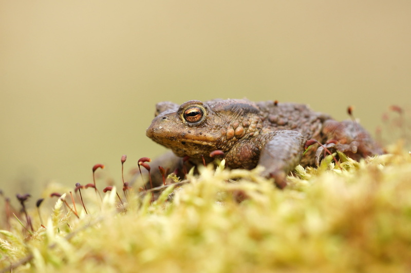 nature, amphibian, copy space, grass, one animal, animal eye, day, animal scale, animal, animals in the wild, plant, 2K, no people, reptile, macro, animal body part