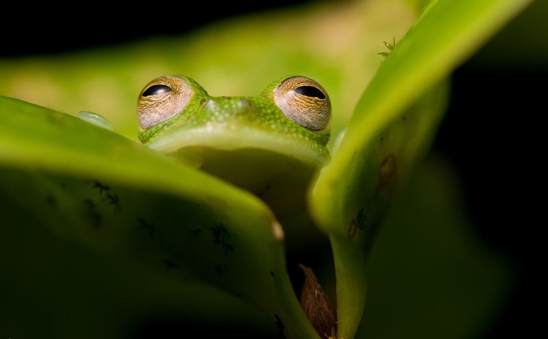 animals, 2K, amphibian, frog