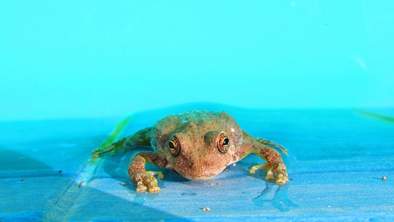 underwater, animals, undersea, amphibian, animal wildlife, close-up, no people, blue, sea, animals in the wild, turquoise colored, full length, animal
