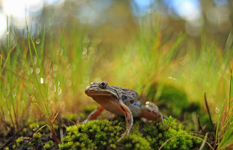 plants, reptile, green color, 1080P, day, frog, amphibian, no people, sunlight, animal wildlife, animal themes, animal, plant, grass, field, animals in the wild