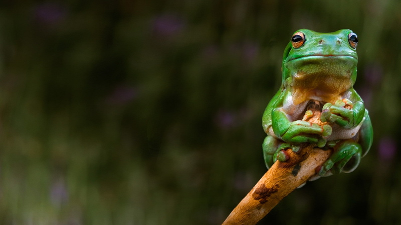 amphibian, frog, animals, 1080P, nature