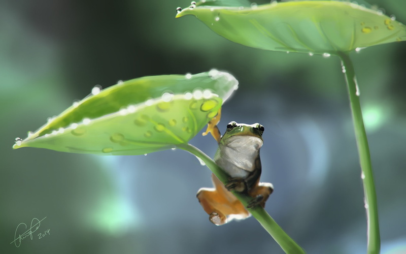 animals, vertebrate, amphibian, animal themes, frog, bird, nature, wildlife, animal wildlife, animal, 1080P, focus on foreground, no people, animals in the wild