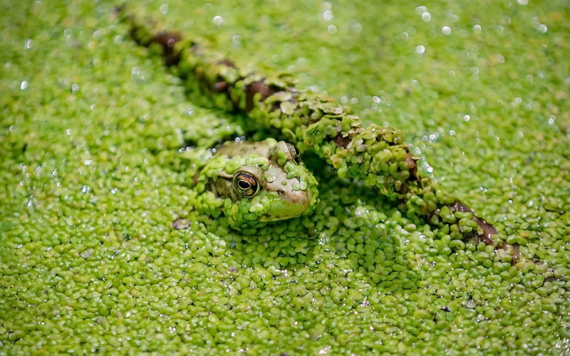 one animal, selective focus, green, plant, animal wildlife, animal, reptile, animal eye, day, animal head, green color, animal body part, outdoors, vertebrate