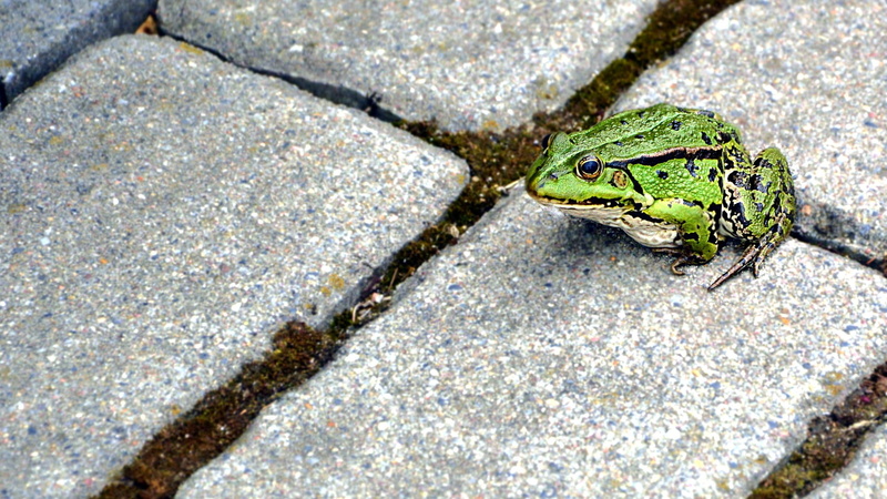 vertebrate, amphibian, nature, frog, animals in the wild, 1080P, pavements, footpath, rock, textured, high angle view, reptile, one animal, animal, solid