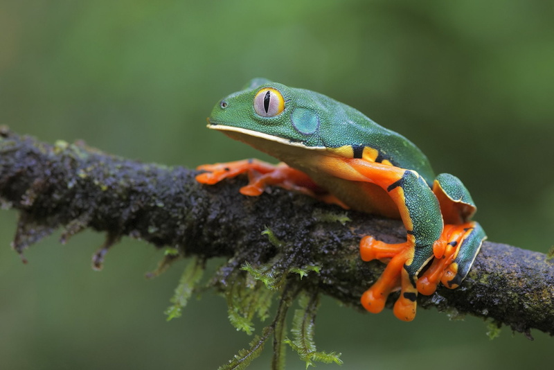 Amphibian, 1080P, Wildlife, Frogs, Frog