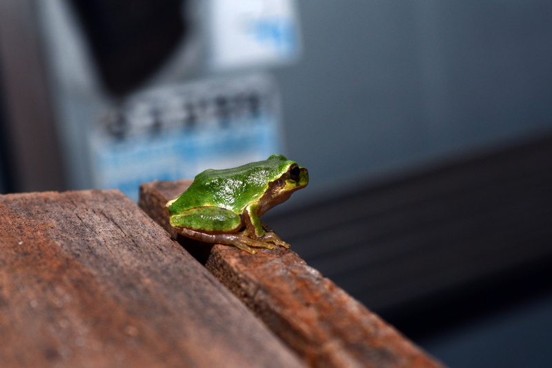 tree frogs, animals in the wild, selective focus, animal wildlife, amphibian, frog, one animal, animal head, amphibians, reptile, poisonous, animal, lizard