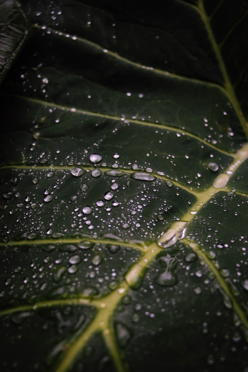 5K, outdoors, close-up, plant part, dew, day, macro, full frame, raindrop, beauty in nature, droples, drop, nature, water, freshness, wet, green, droplets