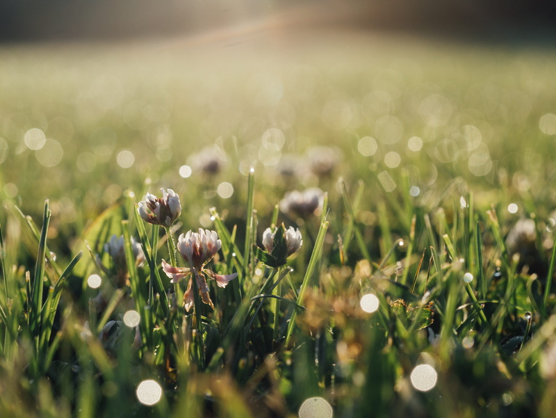 photography, sunlight, beauty in nature, weed, tranquility, outdoors, land, object, light, plant, selective focus, focus, no people, 4K, sunrise, field
