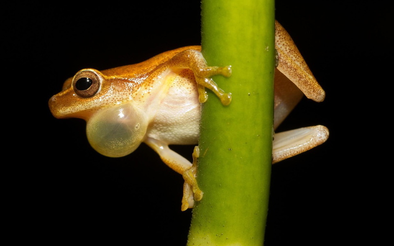 brown, tree, frog, tree frog, grey, 1080P, animals, 1920x1200, leap