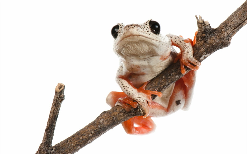 branch, animal wildlife, Tree Frog, animal, 1080P, no people, vertebrate, white background, one animal, lizard, copy space, mammal, animal body part, animals in the wild