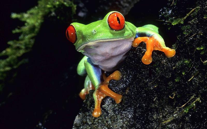 plant part, nature, animal wildlife, freshness, animals in the wild, one animal, animal themes, frog, outdoors, green color, high angle view, tree, 2K