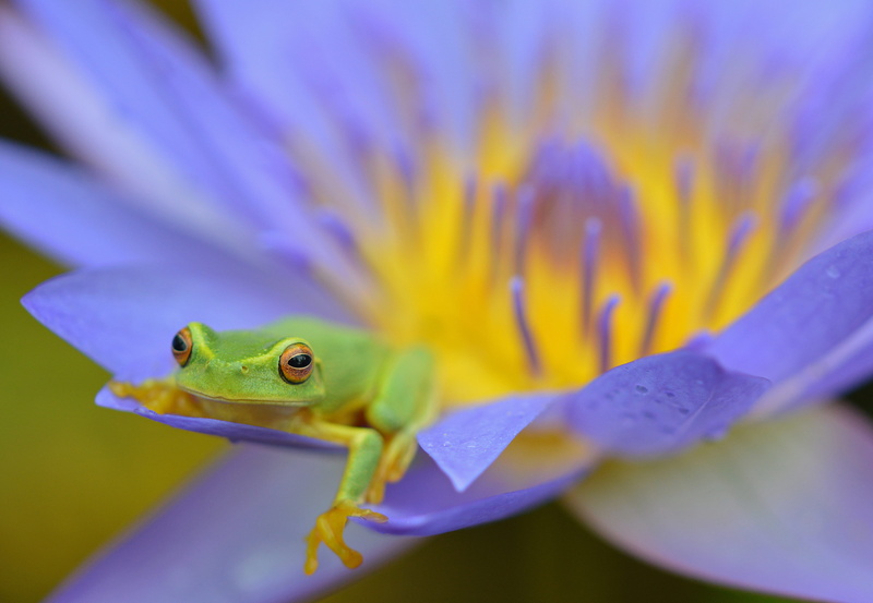 flower, flowering plant, petal, frog, beauty in nature, freshness, 4K, purple, extreme close-up, close-up, photography, relaxing frog, macro, animals in the wild