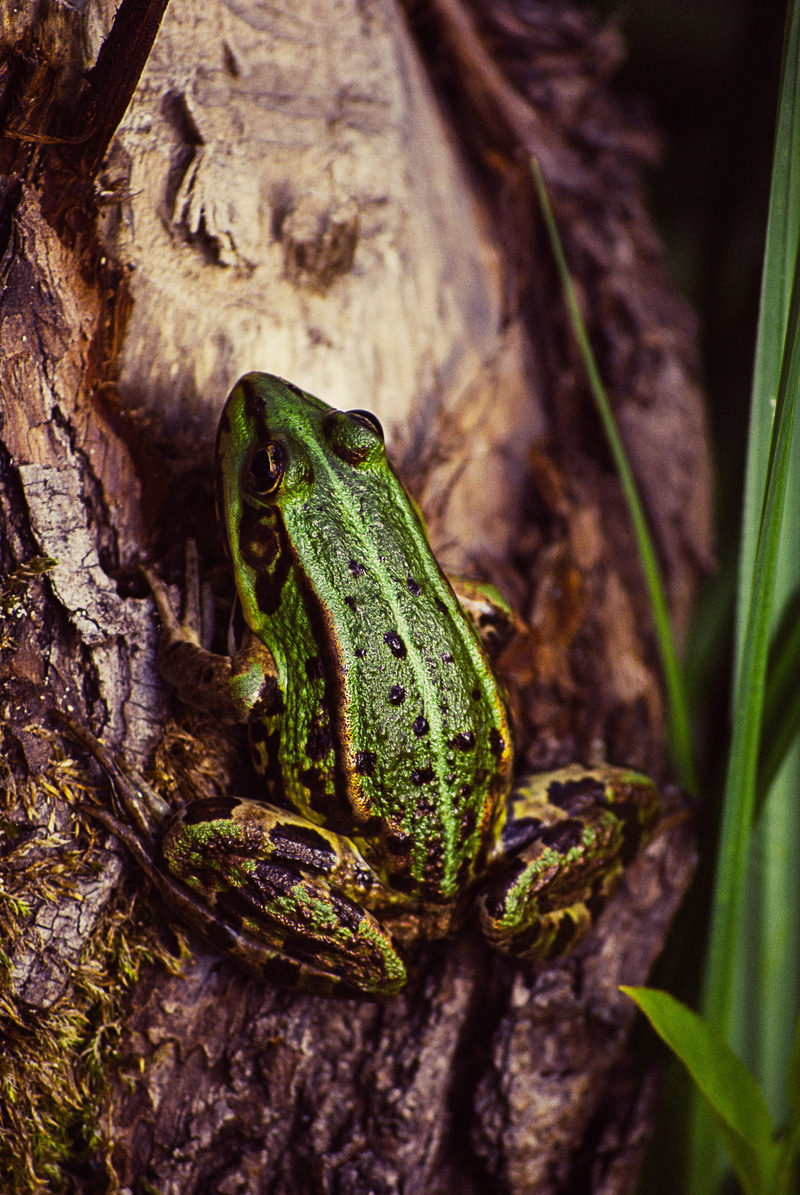 reptile, close-up, trunk, animal, tree, plant, animals in the wild, animal themes, vertebrate, tree trunk, animal wildlife, green, day, no people, green color