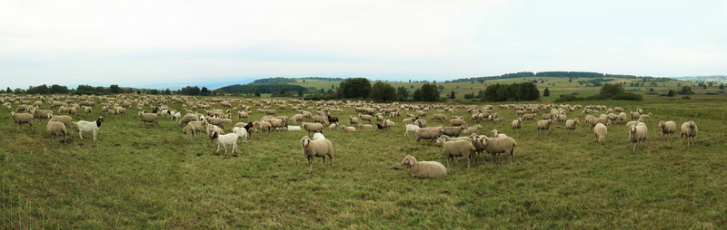atmospheric, domestic animals, panorama, nature, horns, goats, on the go, animal themes, mammal, landscape, reported, quadruped, no people, land, domestic