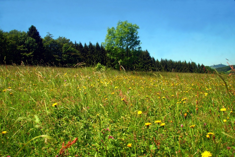flower meadow, beauty in nature, outdoors, no people, sky, growth, land, plant, field, environment, 2K, tranquil scene, non-urban scene, rhön meadow, wild flowers
