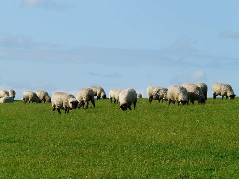 domestic animals, Rhön, pets, plant, farm, vertebrate, relaxation, meadow, large group of animals, land, mammal, chill out, north sea, 2K, Dike, field