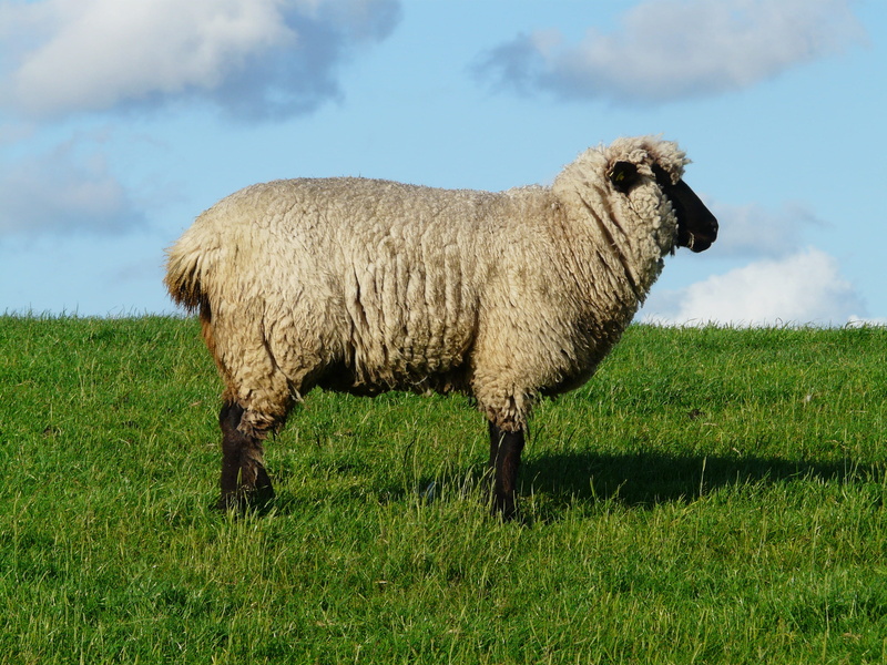 green color, animal themes, landscape, grass, sheep, wool, cloud - sky, land, domestic, outdoors, dike, field, boss, idyll, animal, pets, nature, plant