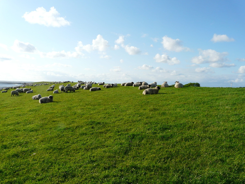 rural Scene, livestock, farm, sky, graze, Rhön, environment, cattle, wool, no people, herd, dike, agriculture, field, flock of sheep, fresh, cow, group of animals