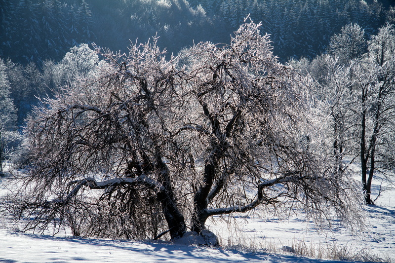 tranquil scene, branch, frozen, snowy, wintry, white color, plant, landscape, scenics, white, environment, tranquility, season, rhön winter, winter, tree