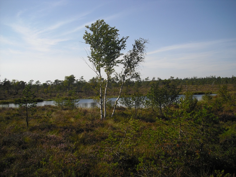 2K, sky, nature, non-urban scene, growth, peat bog, moor grass, landscape, hochrhoen, tree, pond, grass, environment, wetland, no people, scenics - nature