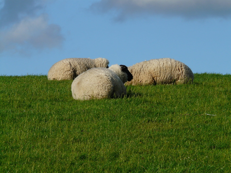 north sea, concerns, plant, outdoors, rest, flock of sheep, domestic animals, idyll, dike, relax, green color, agriculture, meadow, day, relaxation, herbivorous
