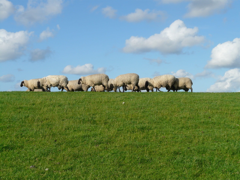 herd, pasture, green, plant, flock Of Sheep, relaxation, green color, animal, outdoors, Graze, animal themes, grazing, herbivorous, sky, rural Scene, pets